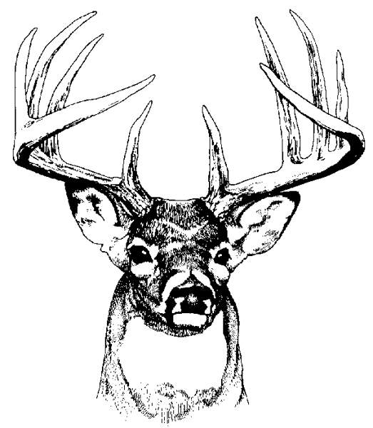 Deer clip art pictures free clipart images 2 clipartcow