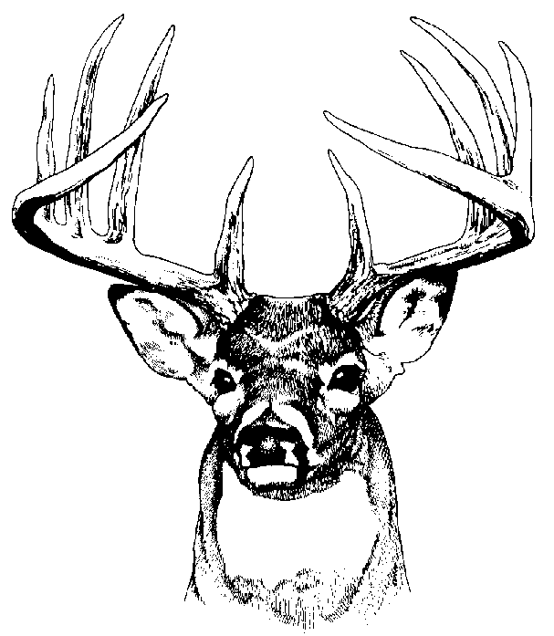 Deer vector art clipart clipartcow 2