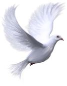 Dove graphics white dove clip art butterflys – Clipartix