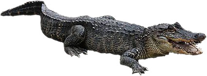 Free alligator animations alligator clipart 2