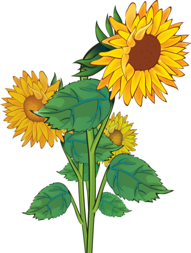 Free clip art sunflowers dromgao top