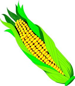 Free corn clipart