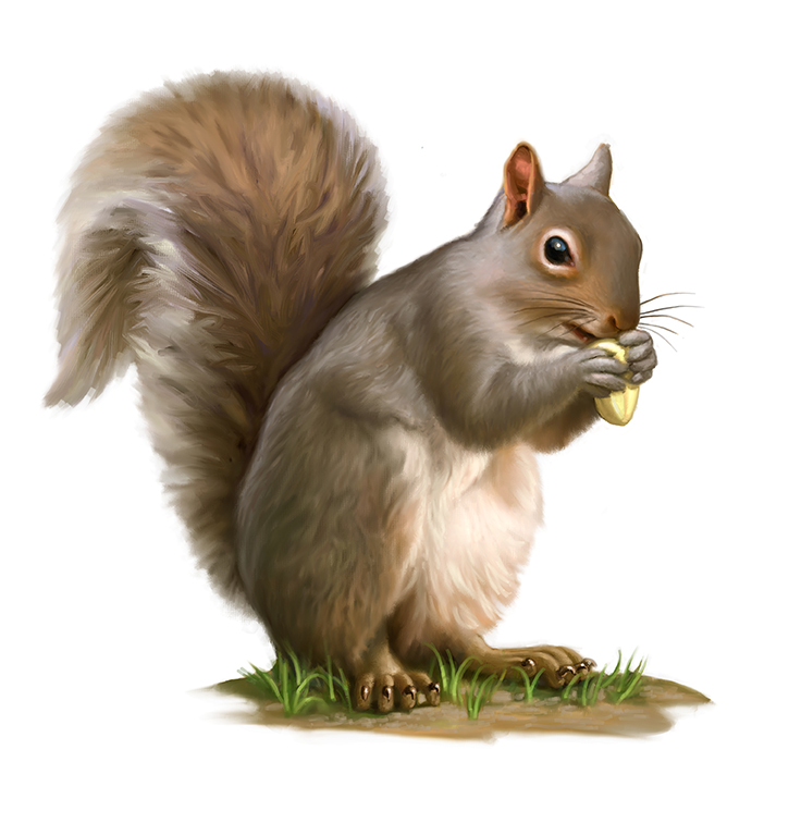 Free squirrel clipart clip art pictures graphics illustrations 3