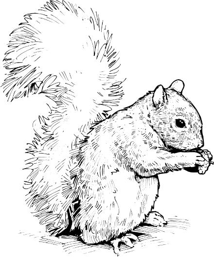 Free squirrel clipart image 7