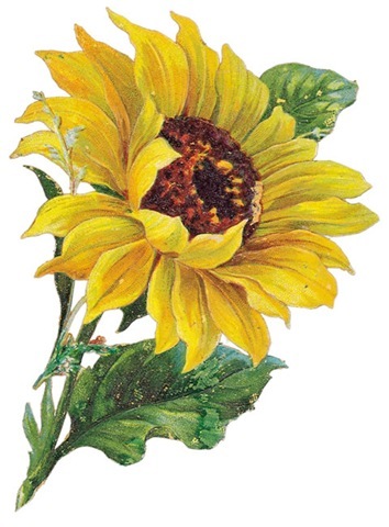 Free sunflower clipart public domain flower clip art images and 4 2