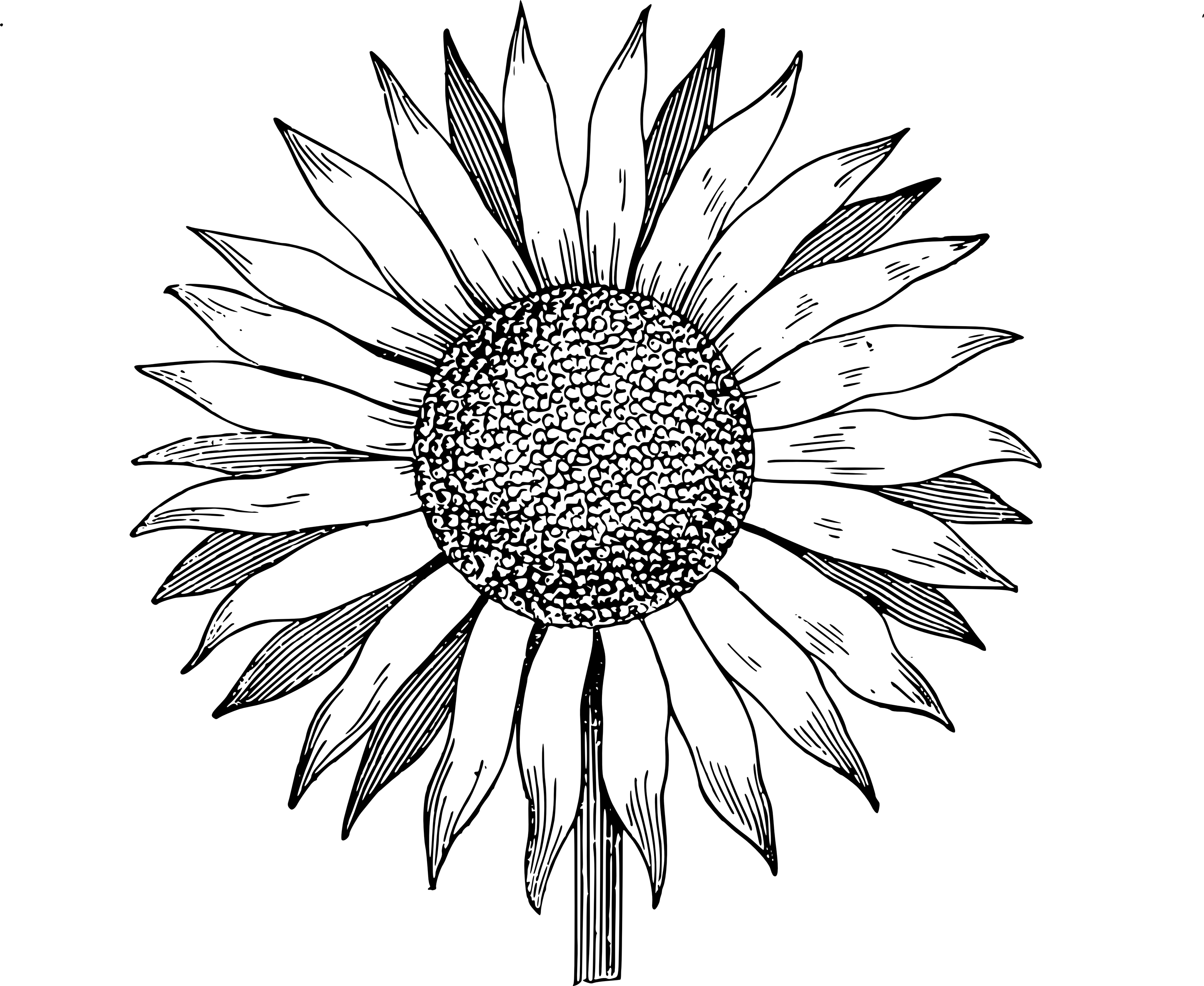 Free sunflowers clip art dromgal top