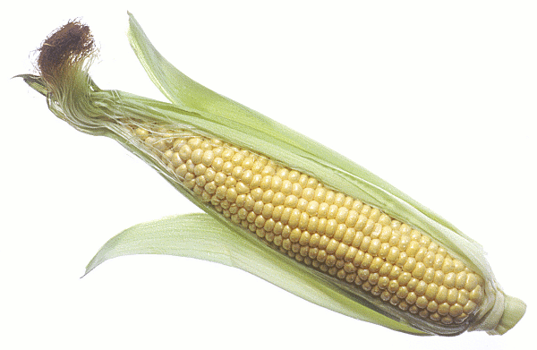 Free sweet corn clipart clip art image 8 of image