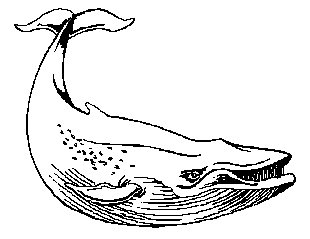 Free whales clipart free clipart graphics images and photos 2