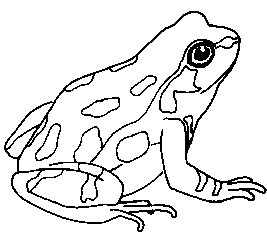 Frog clipart black and white