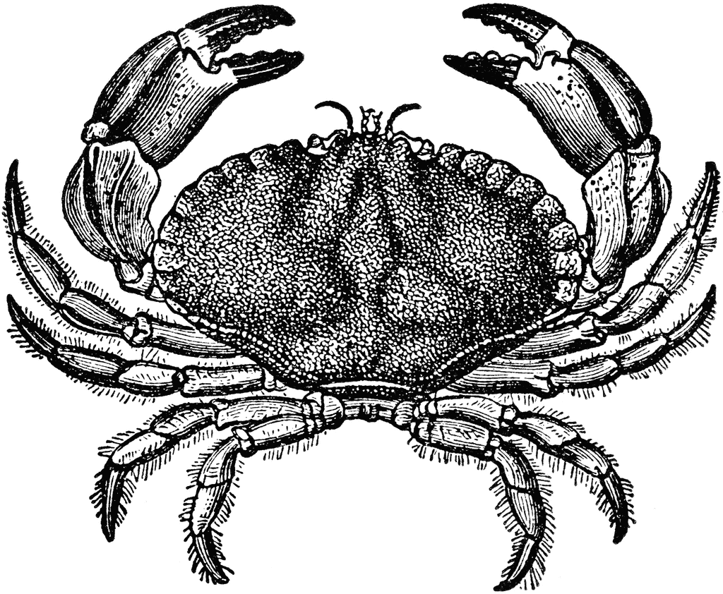 Gallery for dungeness crab clip art clipartbold
