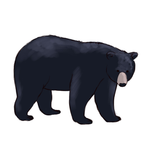 Grizzly bear silvertip bear clipart graphics free clip art 4