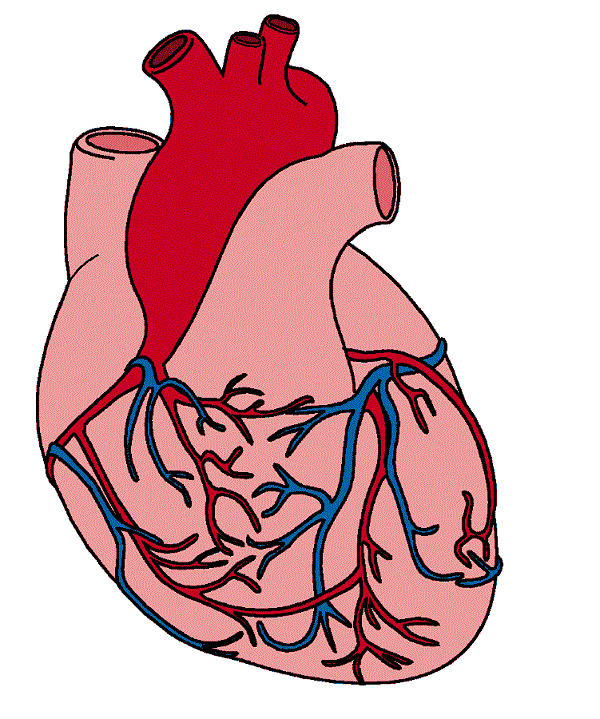 Hearts real heart clipart