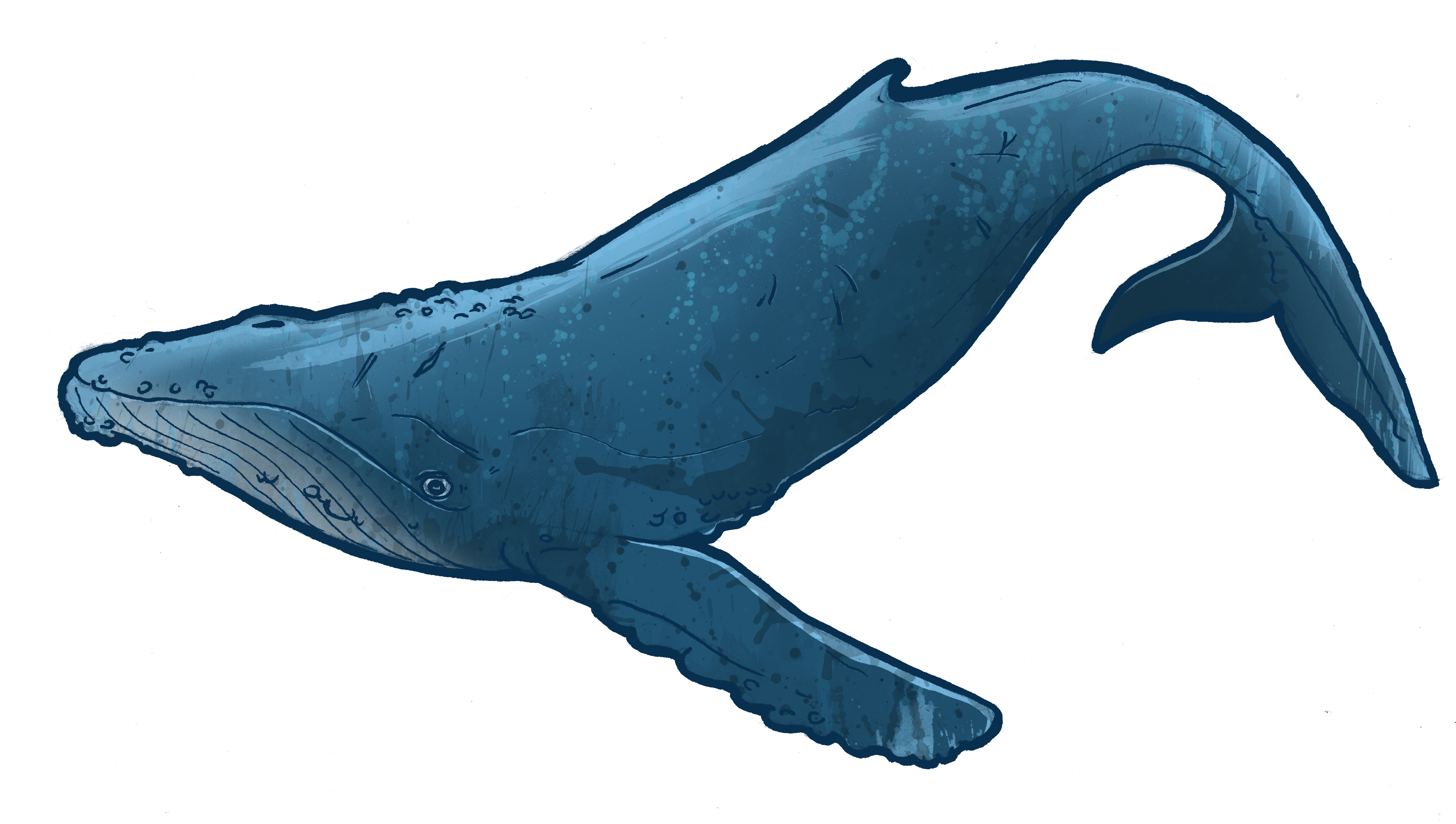 Humpback whale clipart