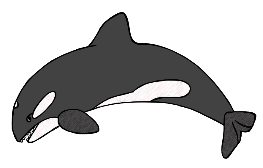 Killer whale clipart black and white dromgcb top
