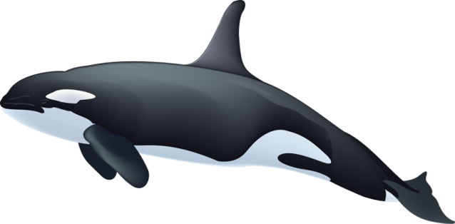 Killer whale clipart