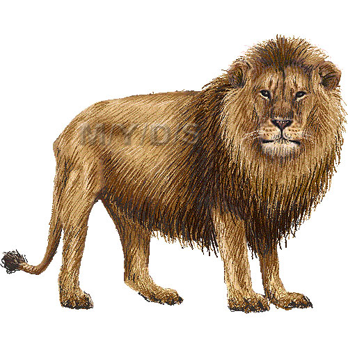 Lion clipart graphics free clip art image 9