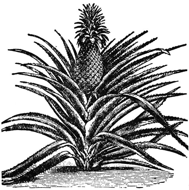 Pineapple clipart 1 clipartion com