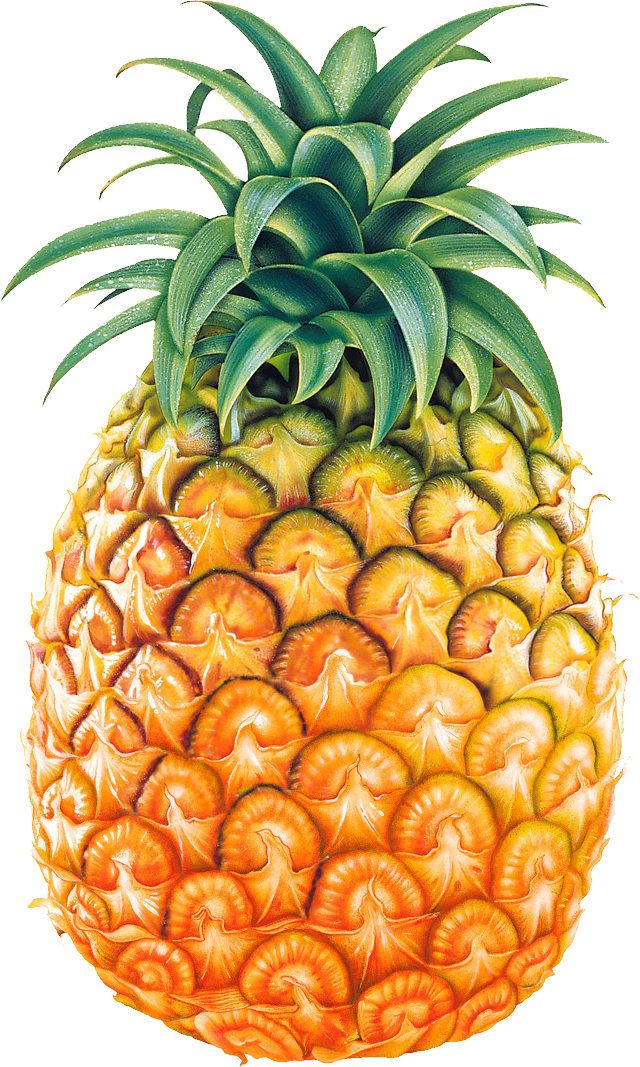 Pineapple images free pictures download clip art
