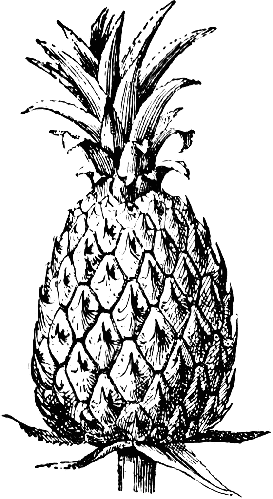 Sparkling pineapple icon clipart image image 8