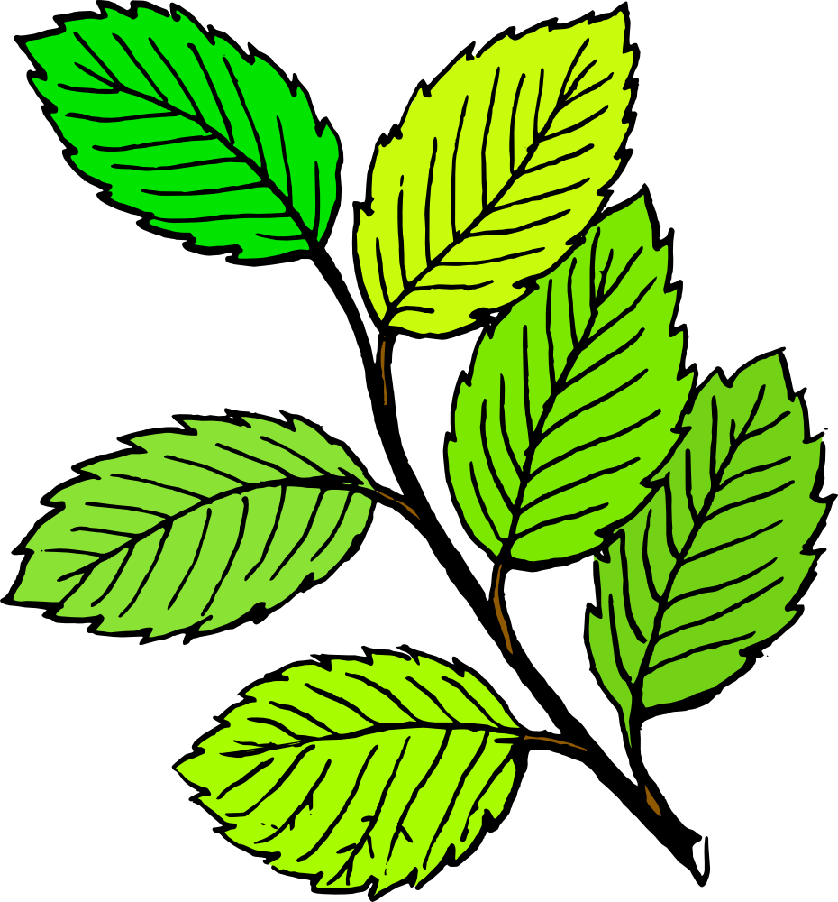 Spring leaf clipart clipart image