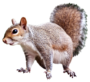 Squirrel clip art forest animals clipart on clip art clipartcow 2