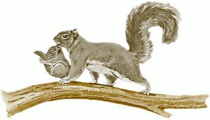 Squirrel clip art vector free clipart images clipartcow 3