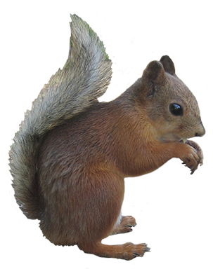 Squirrel clip art with nuts free clipart images image 2