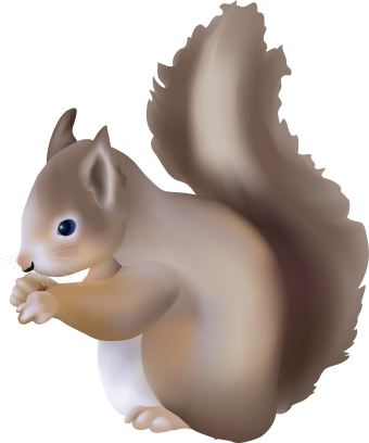 Squirrel clipart 8 2