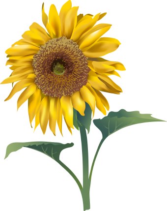 Sunflower clip art 4