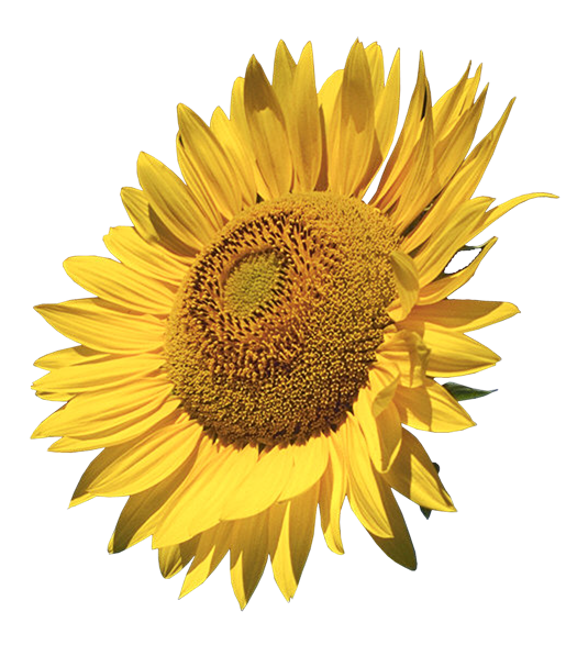 Sunflower clipart 0