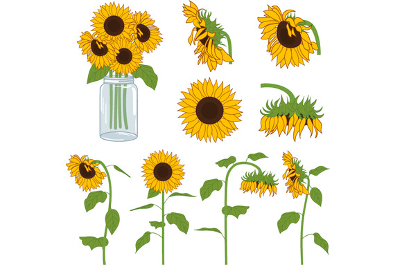 Sunflower clipart 8 image 6