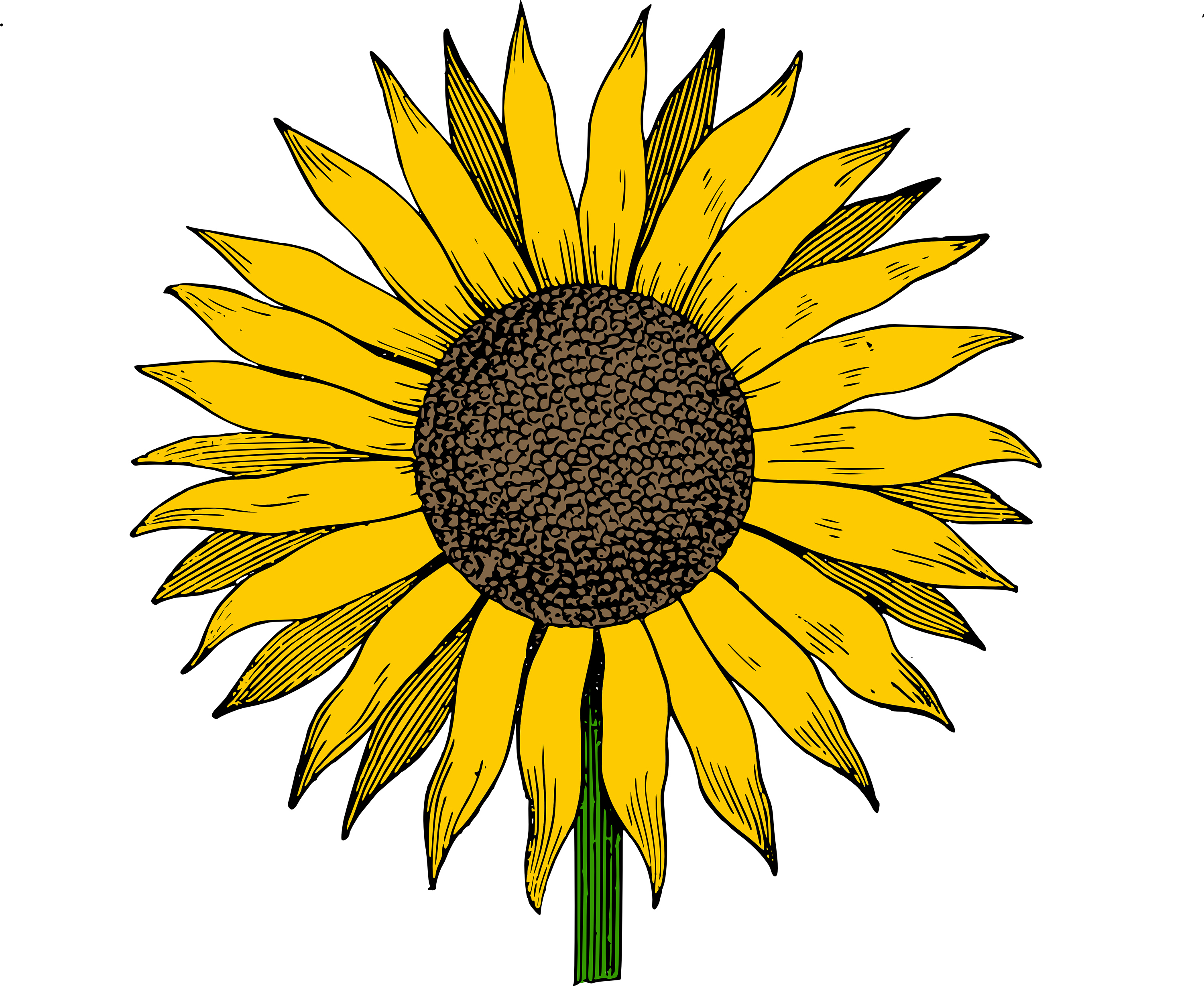 Sunflower clipart clipart cliparts for you