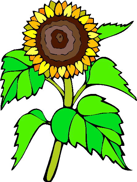 Sunflower clipart images free clipart images