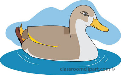 Swimming duck clipart