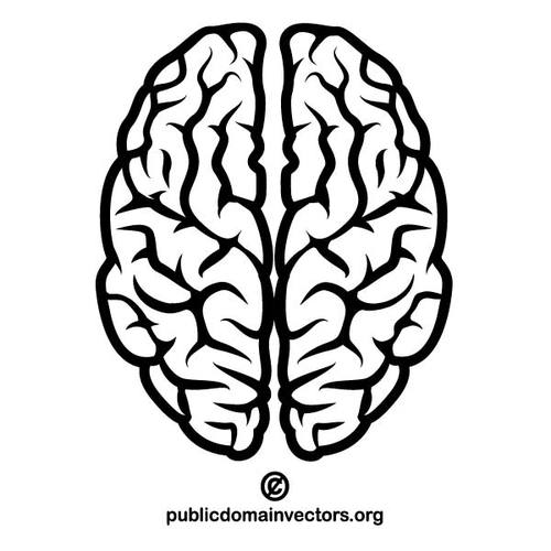 Vector image of a human brain public domain vectors cliparts