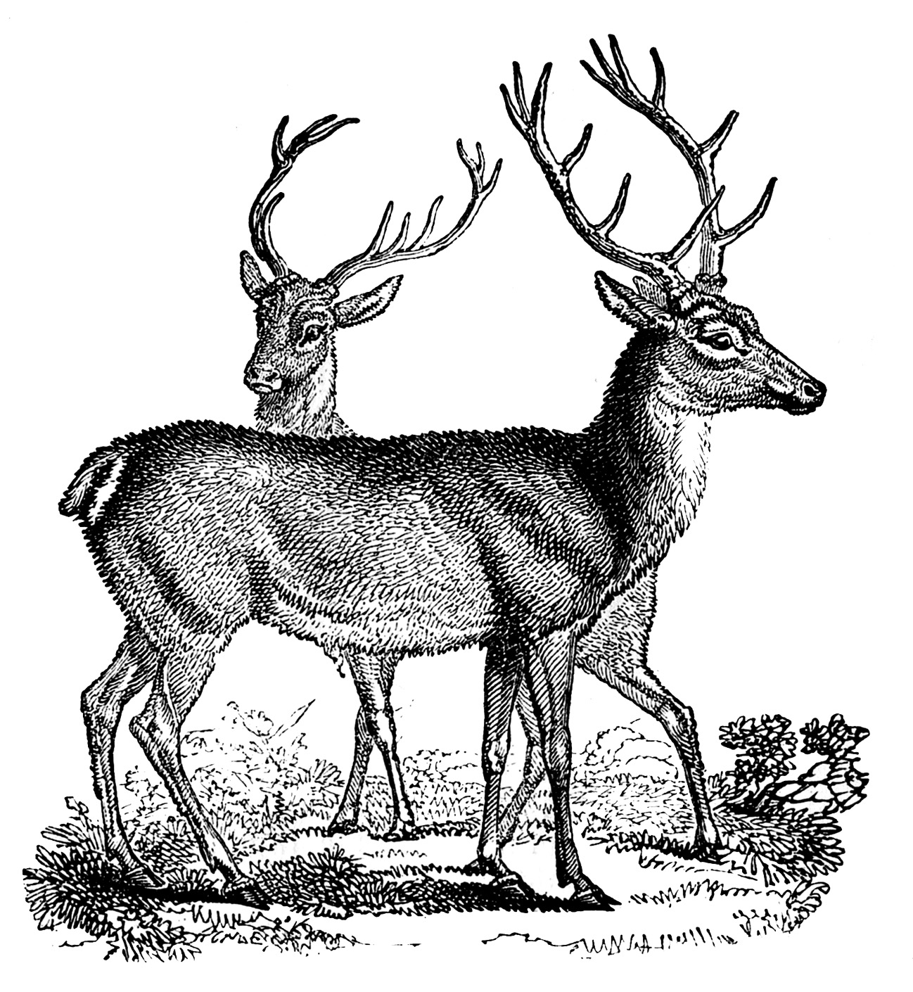 Vintage clip art lovely deer christmas the graphics fairy