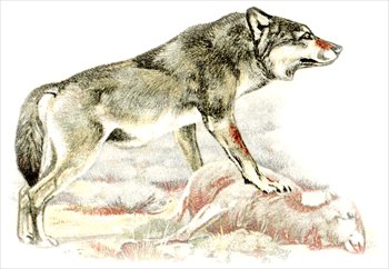 Wolf free wolves clipart free clipart graphics images and photos