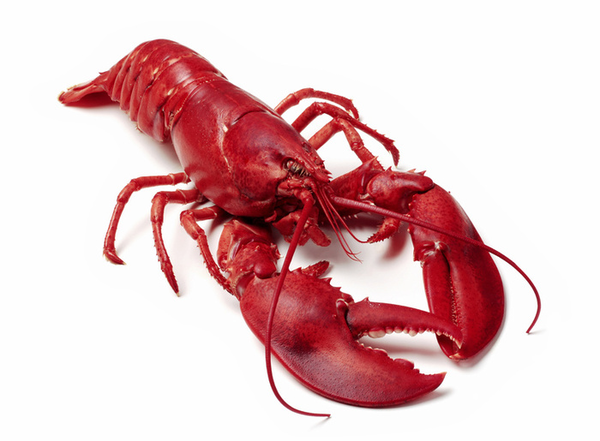 Boiled lobster free images at clker vector clip art