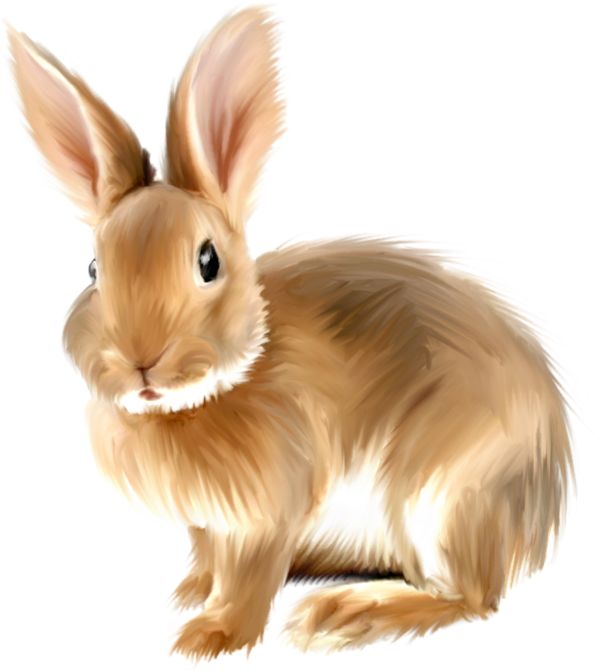 Bunny rabbit clipart free graphics of rabbits and bunnies clipartcow