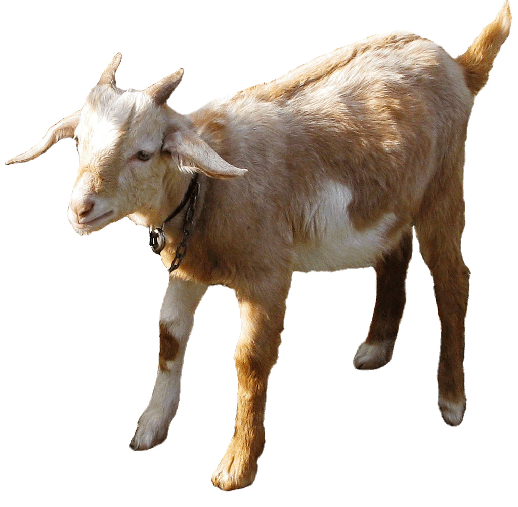 Free Free 246 Baby Goat Svg SVG PNG EPS DXF File