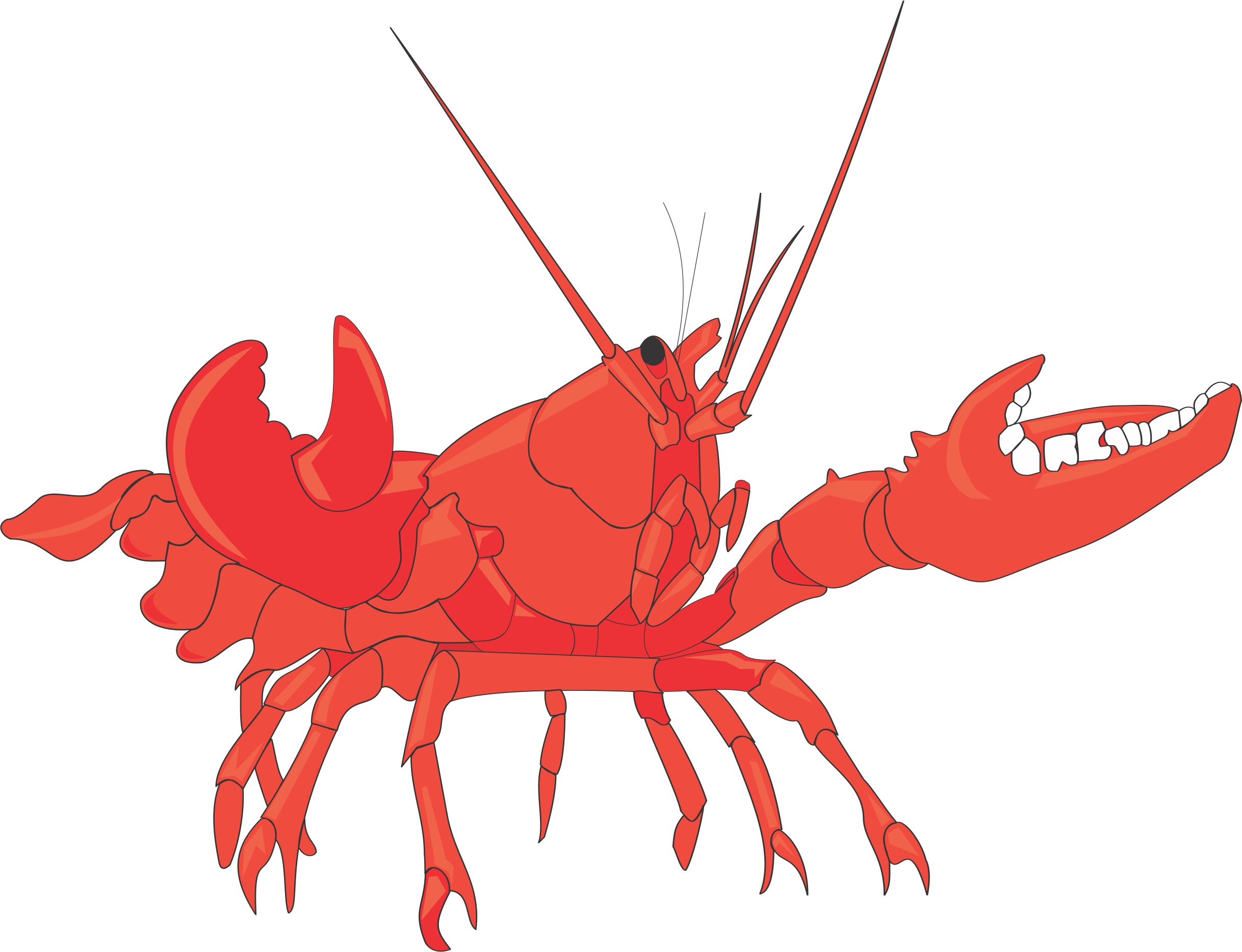 Cartoon lobster cofocolorhd cliparts