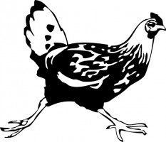 Chicken farm animal clip art free vector for free download about