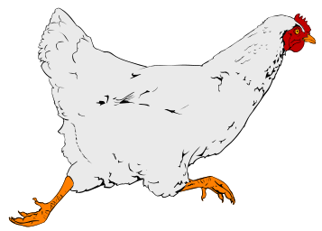 Chicken free to use clipart