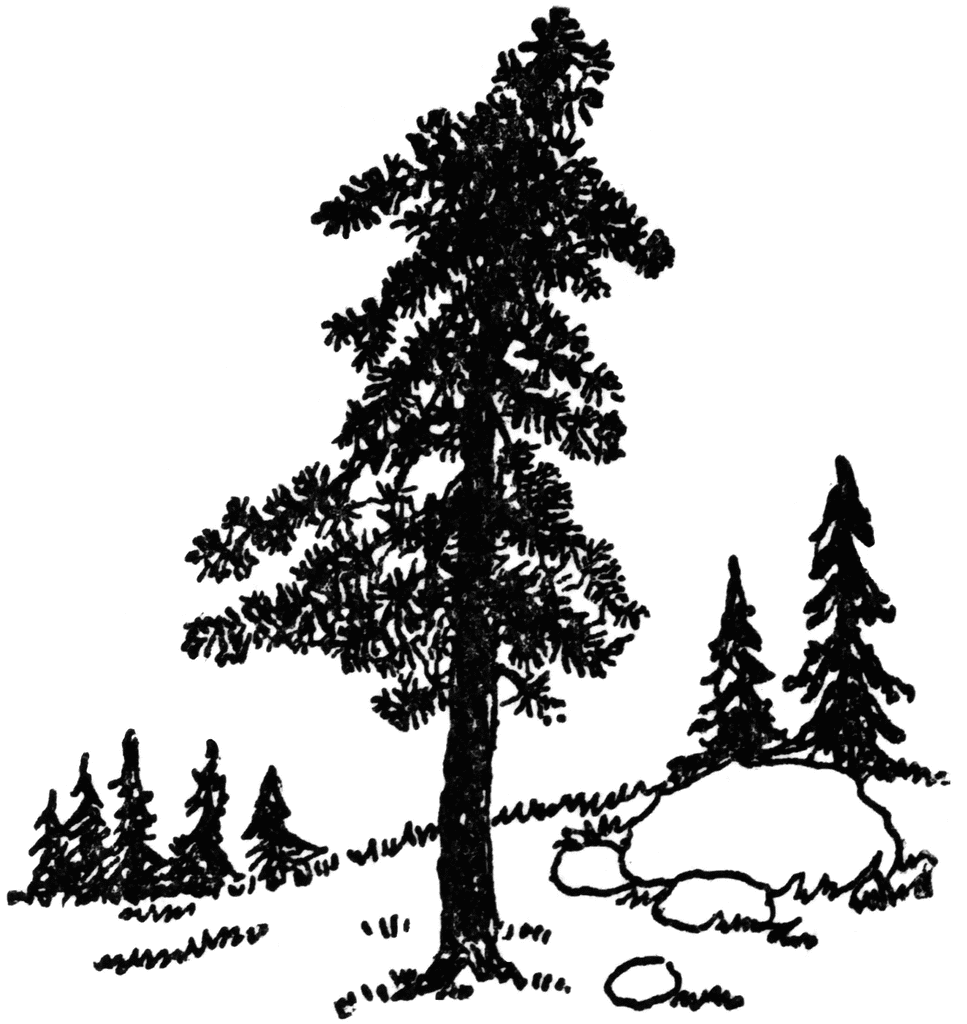 Clip art pine tree free clipart images image