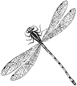 Cute cartoon dragonfly clipart free clip art images image 8 2 – Clipartix