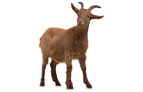 Cute goat clipart free clipart images 3