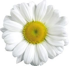 Daisy transparent clipart on daisies flower silhouette