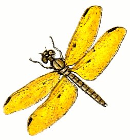 Dragonfly clip art stock images free clipart images clipartcow 3