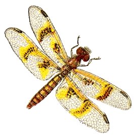 Dragonfly clip art stock images free clipart images clipartcow 4