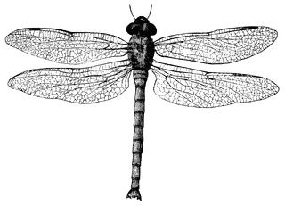 Dragonfly clipart tattoo clip art clipart clipart image 2 2